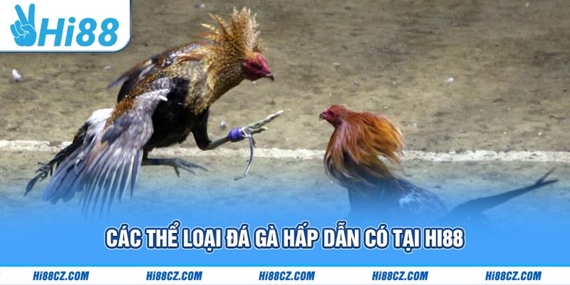 Các thể loại đá gà hấp dẫn có tại Hi88
