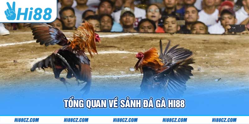 Tổng quan sảnh đá gà Hi88